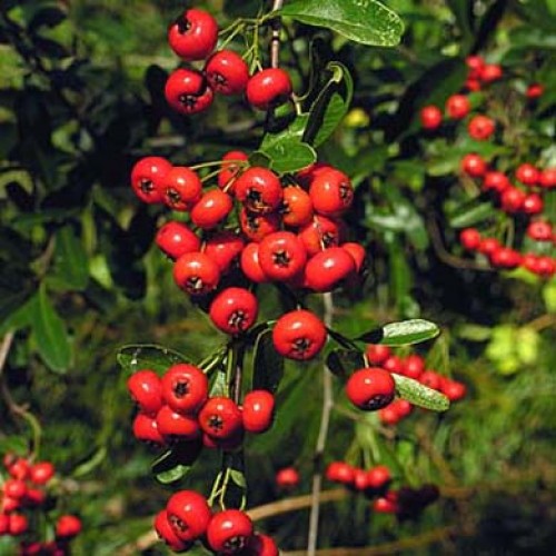 60-70cm Pot Grown Pyracantha coccinea MOHAVE Firethorn Hedge | ScotPlants Direct